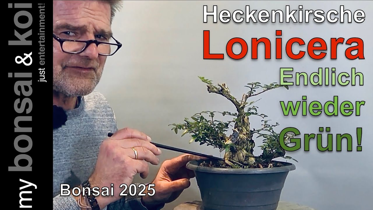 Bonsai 2025-5 - Heckenkirsche - Lonicera - Endlich wieder Grn!