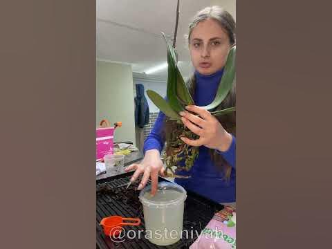 Как пересадить ОРХИДЕЮ🌸 #уходзацветами - YouTube