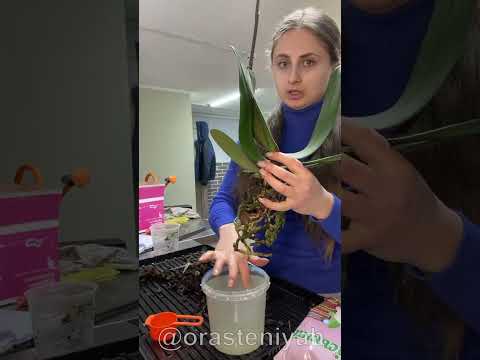 Видео: 3 начина за отглеждане на лавандула от семена