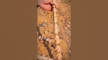 Thumbnail of cool technique of cutting cassava stems for seedlings #shorts
