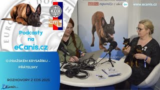 O pražském krysaříku – přátelsky