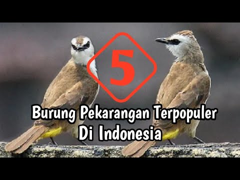 Video: Kapan burung pekarangan mulai?