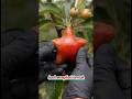 Eksperimen Cetak Buah #shorts