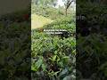 असम की सबसे अच्छी चाय कहाँ बनती है #teaestate #shorts