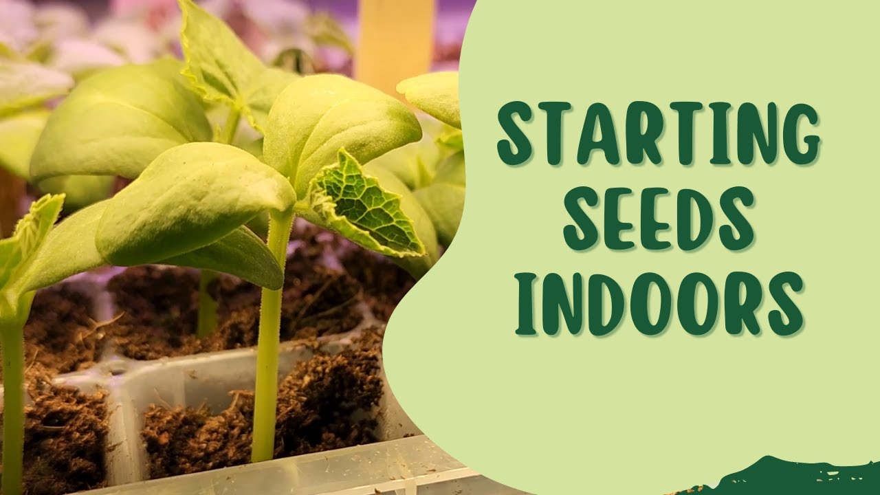Grow Your Own Garden: A Step-by-step Guide To Starting Tomato Seeds Indoors