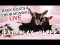 🐐 LIVE Baby Goats - Syman Says Farms - Come On In 🐐