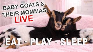 🐐 LIVE Baby Goats - Syman Says Farms - Come On In 🐐