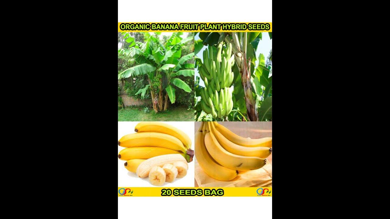 GERMINATION METHOD FOR GROWING BANANA FROM SEEDS YouTube