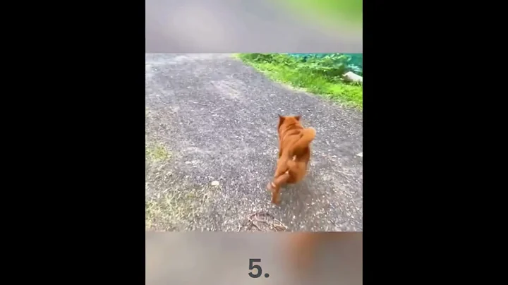 Which One Is Your Friend #funny #fyp #memes #animals #pov #relatable