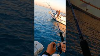 First Double Header Sardines Caught #shorts #sardines First Double Header Sardines Caught #shorts #sardines