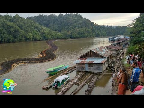 Video: Ular terbesar di dunia. Anaconda