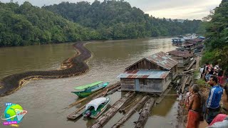 Anaconda Kalimantan Ternyata Menjadi Ular Terbesar di Dunia!! Ini Dia Wujud Ular Paling Mengerikan..