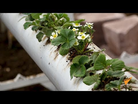 Video: Ինչպես աճեցնել Bloodworms