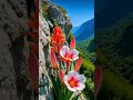 Mountain Flowers ❤️😍