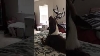Dogs sings If I Only Had A Brain Phoenix University Commercial