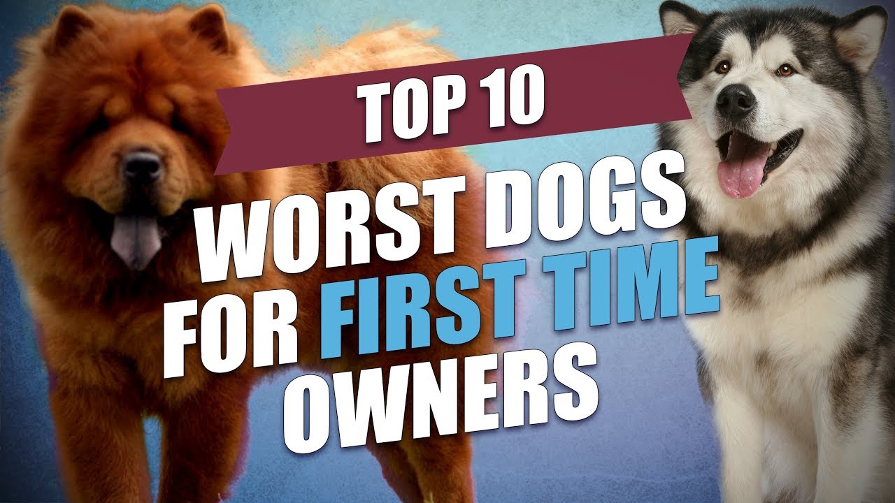 Top 10 Worst Dog Breeds for First Time 