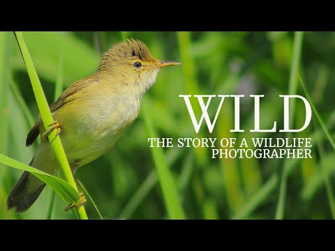 Thumbnail for WILD - The Story of a Wildlife Photographer