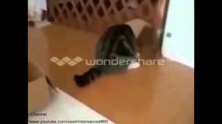 What'sapp Funny Video 2016   Funny Videos 2014   Funny Cats Video    Ever  2014   MayDay Channel new