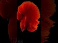 Betta #shorts #healing #breaktime