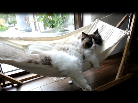 Timo The Cat And His Hammock Experiences (compilation)