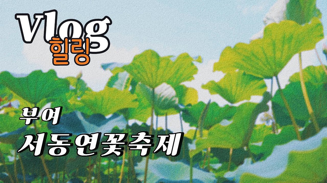 부여연꽃축제 #부여#연꽃축제#서동연꽃축제#궁남지