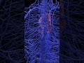 🌟 The Venous System: The Body's Blood Return Network 🌟