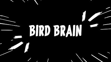 Bird Brain - Trailer!