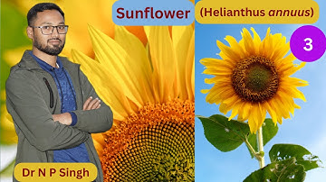 #sunflower part-3 #icarnet #agriculture #agriculture_government_job #plantbreeding #hybridseeds