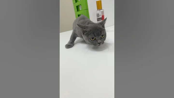 Watch the video about British Short Hair Cat kitten-funny video 🤗🤗 #cute #youtubeshorts #funny #funnyvideo