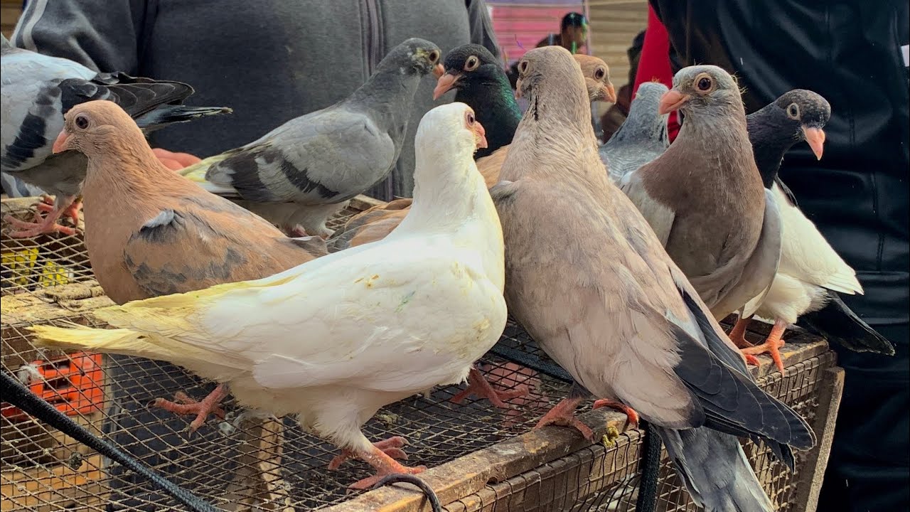 سوق الحمام بدمياط/ارخص حمام فمصر اسعار الزغليل والسلاكات وما يخص الحمام