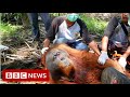 Leuser : Are palm oil farmers shooting orangutans?-  BBC News