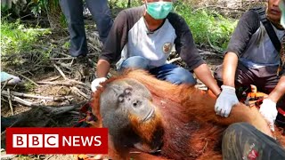 Leuser Are Palm Oil Farmers Shooting Orangutans?- Bbc News