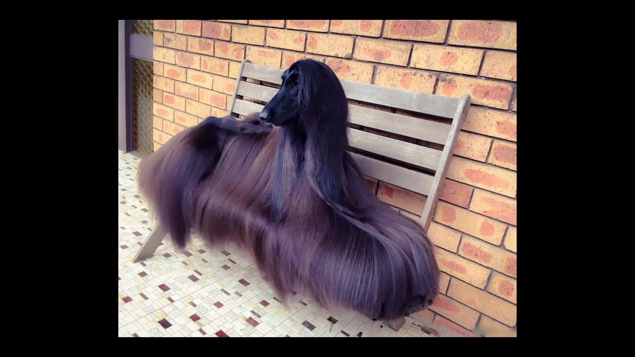 Afghan Hound Swimming Like a Mermaid Princess