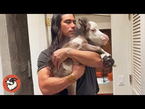 Dwarf Stallion Lost His Mom, But He Found a Loving Forever Home