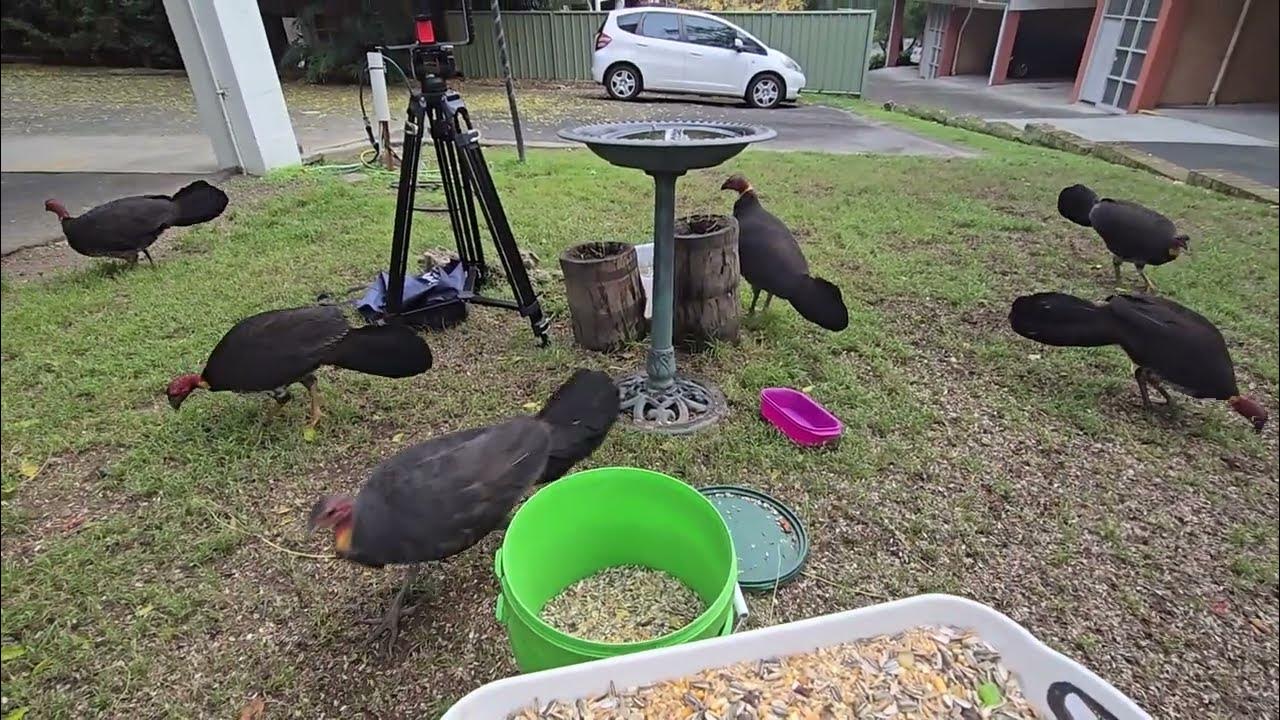 Australian Bush / Brush Turkeys YouTube