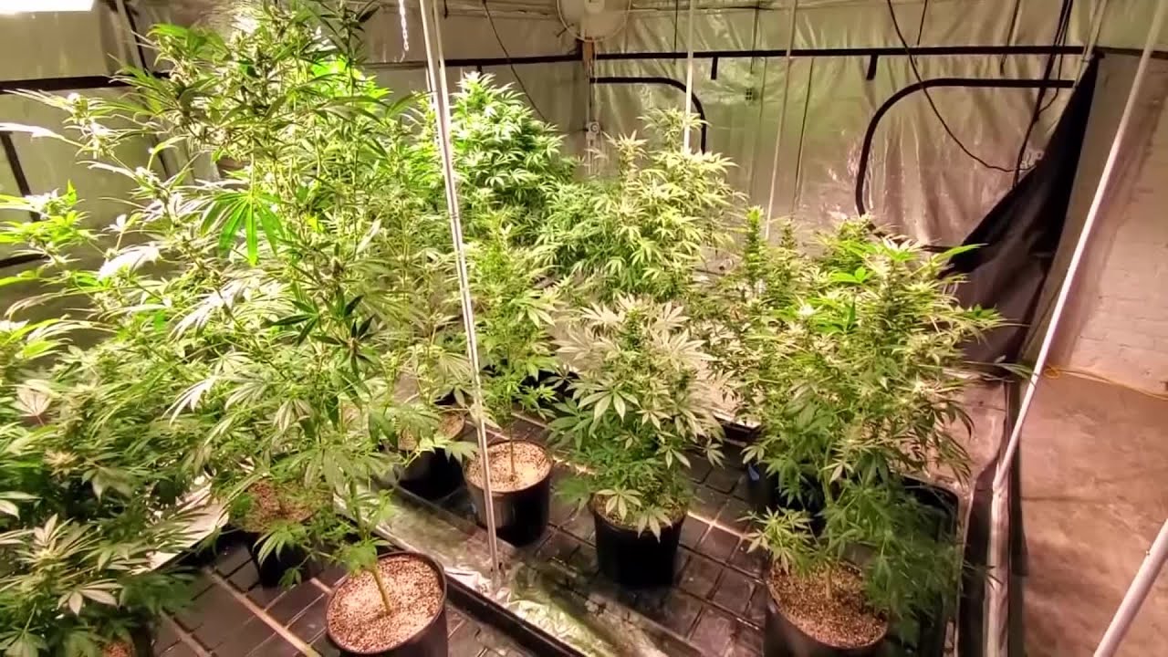 Senate Democrats unveil federal marijuana legalization bill