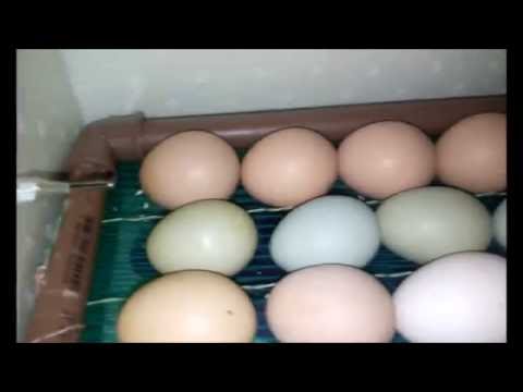 Recolher ovos de galinhas em COQUINHOS
