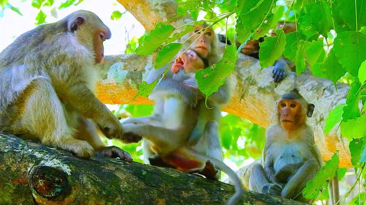 ...SO CUTE MONKEY...!