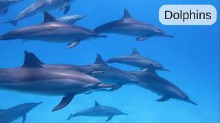 Animals  - Word Pronunciation - Supercut v0.9 - Picture Dictionary English screenshot 5