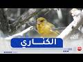 أسرار الحيوانات طائر الكناري سر الألوان الزاهية و الصوت الساحر
