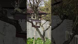 【ねこのロデム】今朝もちびっ子に餌やり。真っ赤なチューリップ咲いた🌷#ねこのロデム #トカイナカで猫と暮らす #シジュウカラ #shorts