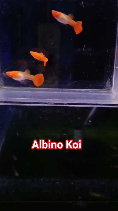 Guppy Albino Koi #guppy