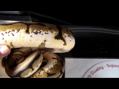 Aunt Bea the Bumble Bee Ball Python