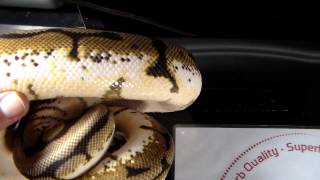 Celebrity Aunt Bea the Bumble Bee Ball Python Wealth