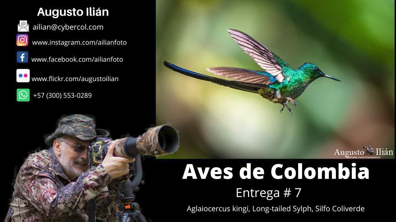 Aves de Colombia, Entrega # 7 Silfo Coliverde, Aglaiocercus kingi, Long