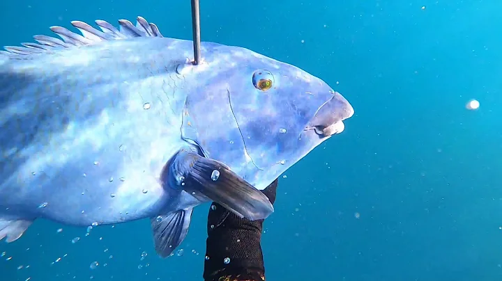 offshaw episode 2 Spearfishing Margaret River