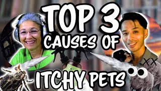 Discover the Causes of Itchy Skin in Pets
