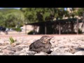 Amsel Nestling