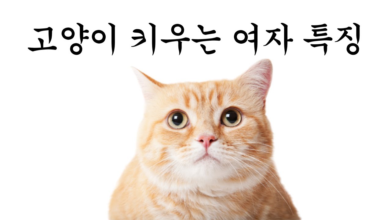 자취방에서 고양이 키우는 여자를 걸러야 하는 이유 - YouTube