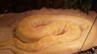 Yellow Snake anaconda
